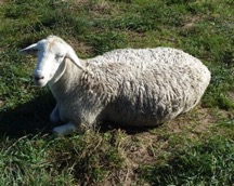 Young sheep lying down on grass