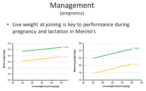 Two line graphs illustrating the linear relationship between liveweight at joining (horizontal axis) and birth weight (vertical axis, chart 1) and weaning weight (vertical axis, chart 2) in Merinos for single and twin births.