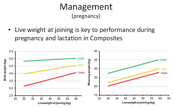 Two line graphs illustrating the linear relationship between liveweight at joining (horizontal axis) and birth weight (vertical axis, chart 1) and weaning weight (vertical axis, chart 2) in Composites for single, twin and triple births.
