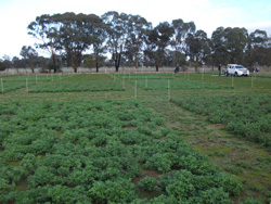 Rutherglen, May 2016: effects of the recovery treatments on herbage mass Photo of lucerne plants at the test site