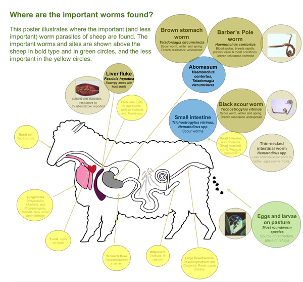 Diagram of the side-view of a sheep, showing which organs the worms inhabit.