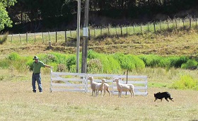 A border collie works with farmer to move a few sheep in a field.