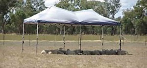 A group of sheep are resting under a shade tent on a hot sunny day.