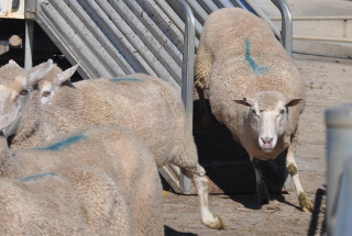 Sheep in a run