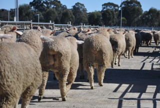 Sheep in a saleyard