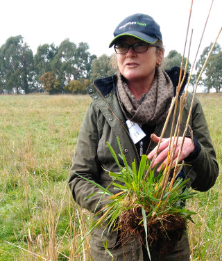 Photo the author, standing in a paddock holding a clump of pasture