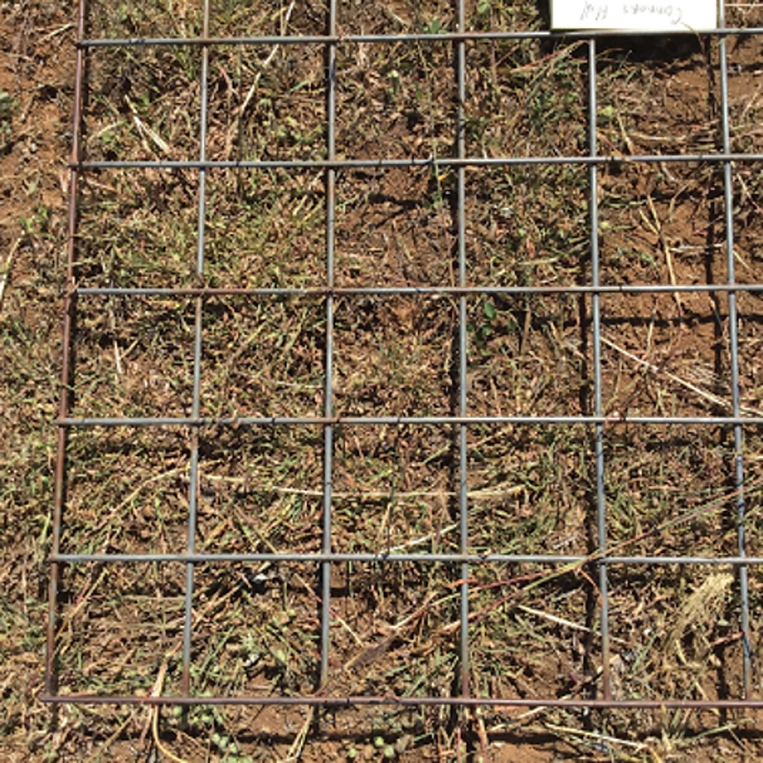 Figure 2: Quadrant showing red grass at Connors Hill in summer Red grass quadrant in paddock