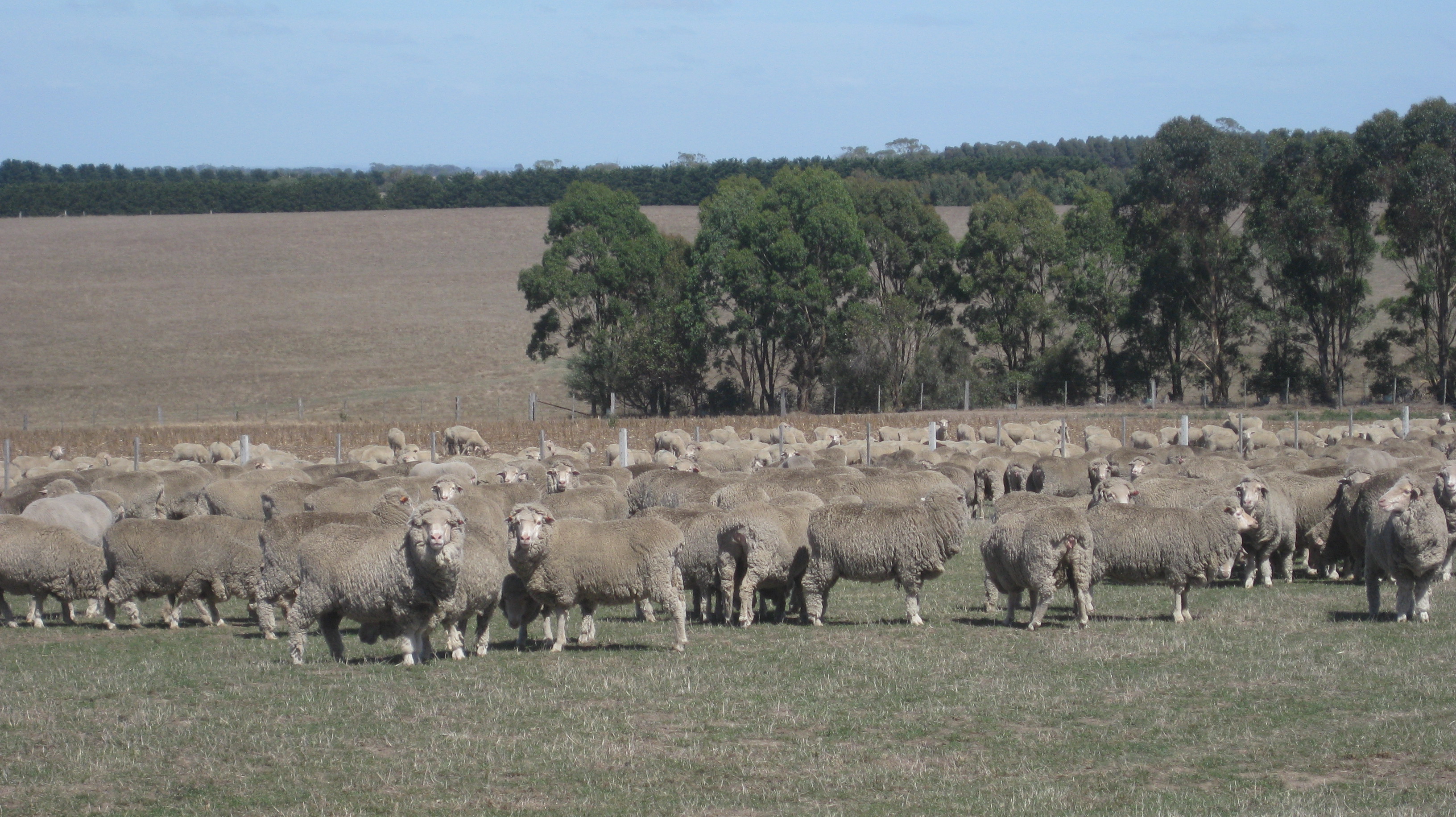 Flock of ewes on green pasture 