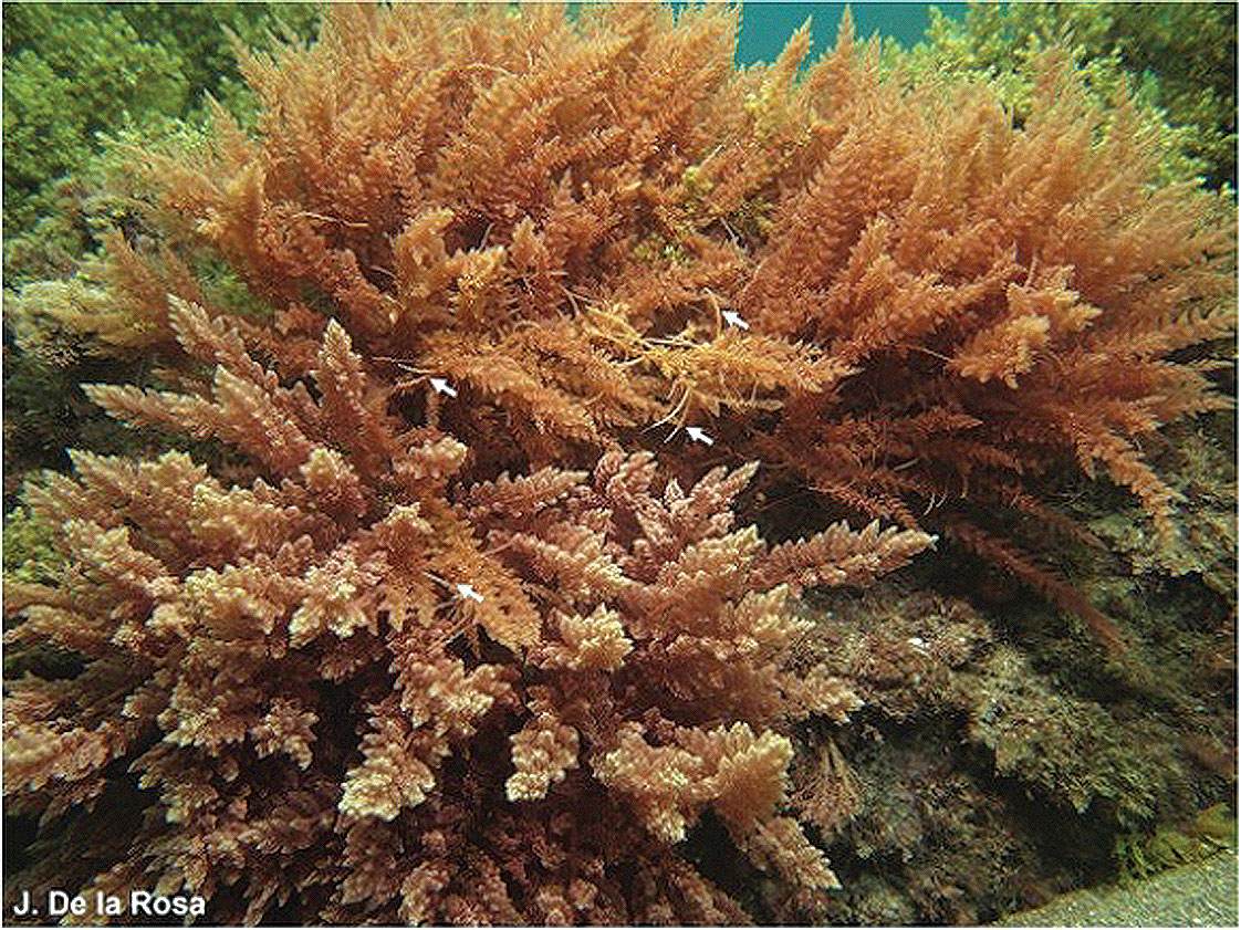 Asparagopsis armata in Granada, (Southern Spain) at 5-m depth