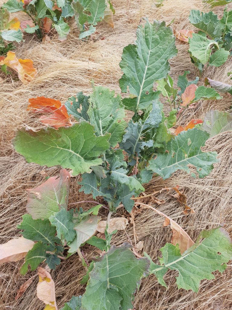 Forage rape plant with straw mulch
