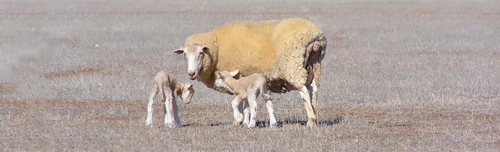Sheep and lambs in a paddock.