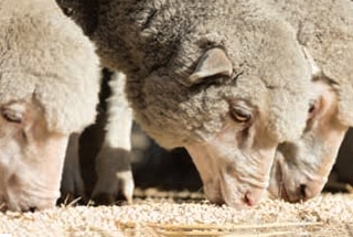 Three sheep feeding.