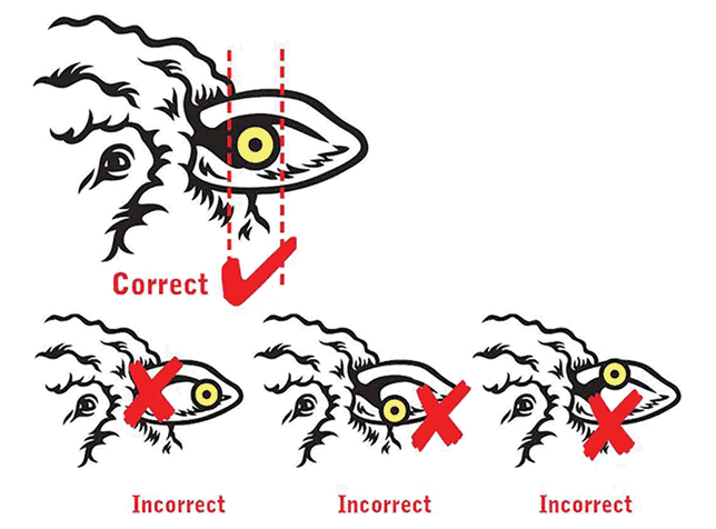 Diagram showing where best to place tags.