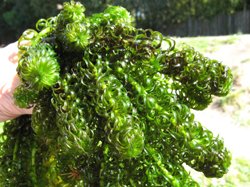 Hand holding green leafy lagarosiphon