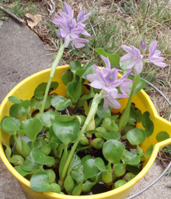 Water hyacinth plants in a bucket 