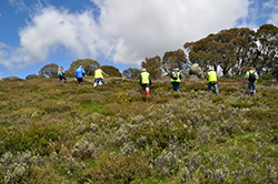 Open countryside with volunteers looking for hawkweed