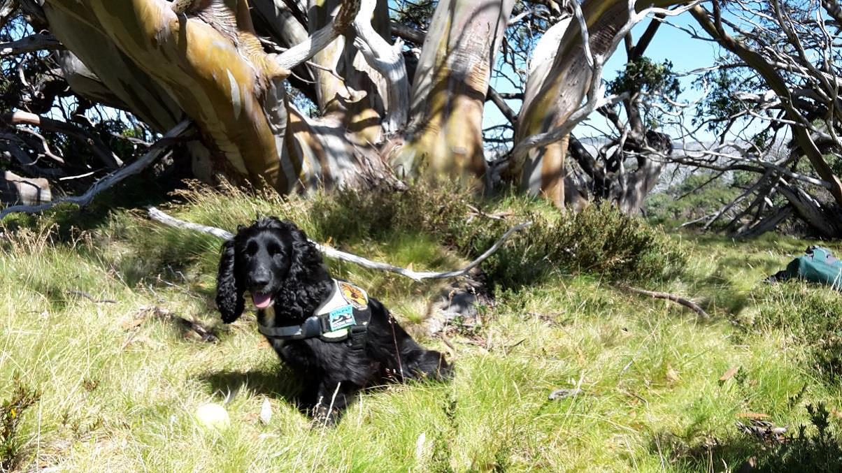Hawkweed detection dog Sally