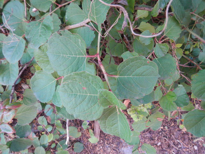 Japanese knotweed variety at Falls Creek