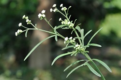  Parthenium weed flowers