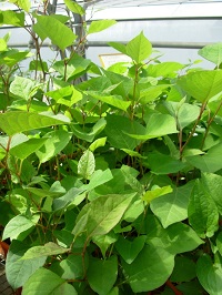 Japanese knotweed