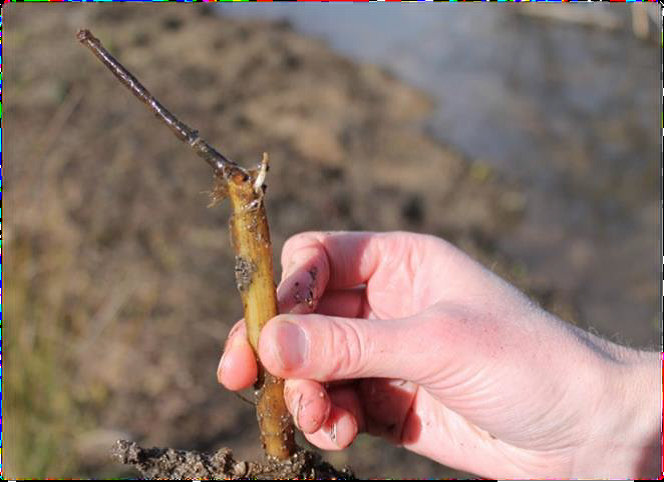 One of the alligator weed fragments Connor found
