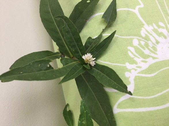 Alligator weed leaves with white flower
