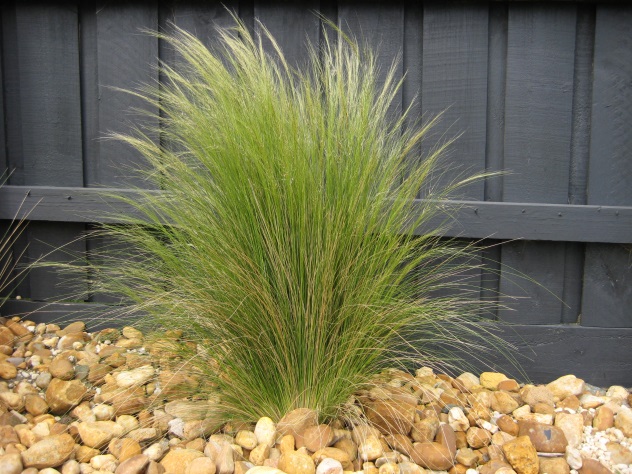 Mexican feather grass in rock garden