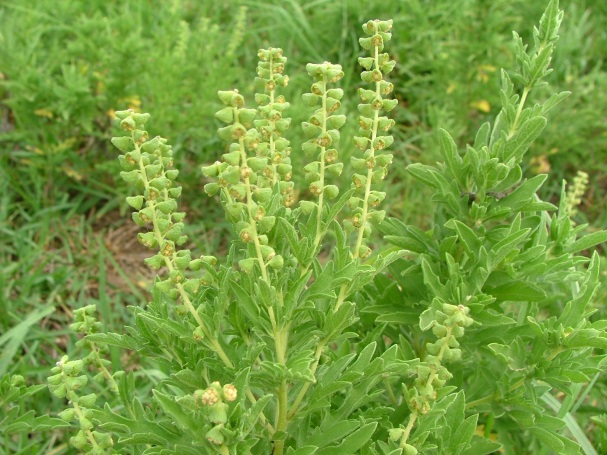 Perennial ragweed