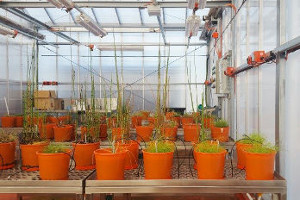 Horsetail plants growing in Agriculture's glasshouse facility