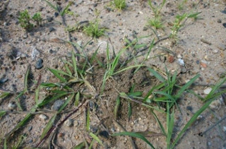 Immature fire ant nest in bare ground
