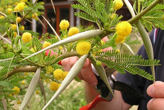 Karoo thorn flowers, leaves and thorns