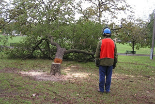 A Karoo thorn tree is felled by contractors in a Melbourne park in 2003