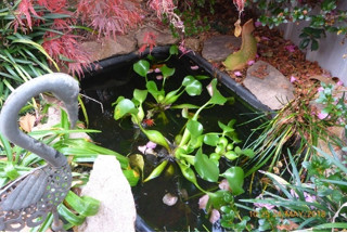 Water hyacinth in a decorative pond