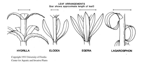 Leaf arrangements of Hydrilla, Elodea, Egeria and Lagarosiphon