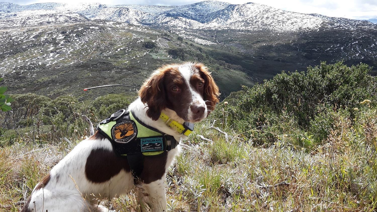 Hawkweed detection dog Connor