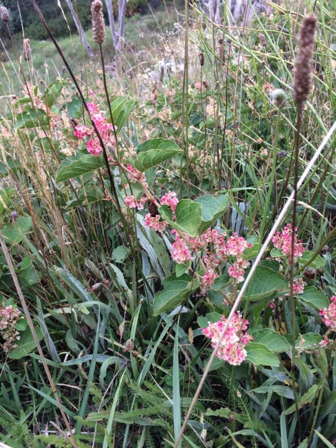 Japanese knotweed variety at Falls Creek 