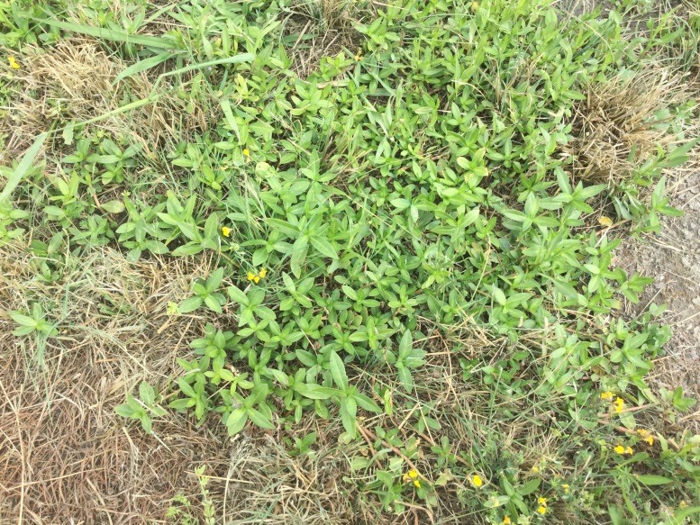 Infestation of alligator weed