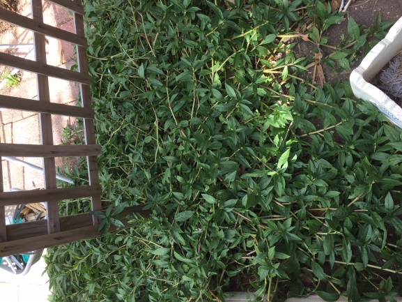 Alligator weed in suburban garden