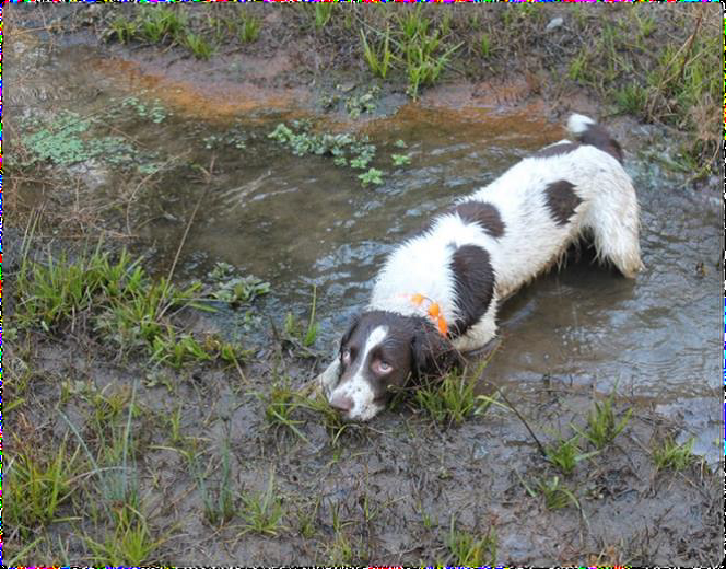 Connor indicating on a small fragment of alligator weed in the creek