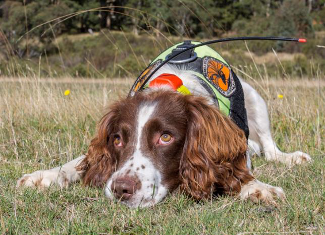 Weed Eradication Detector Dog, Connor 