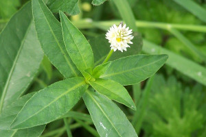 Alligator weed in flower