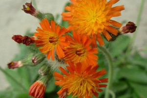 Orange hawkweed flowers