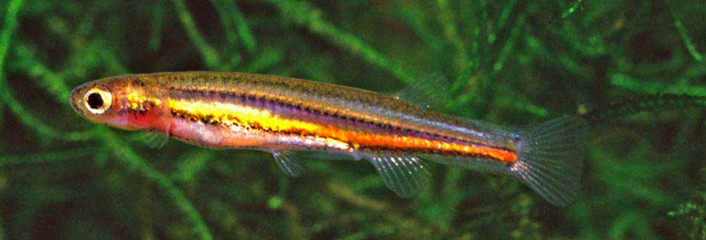 Dwarf galaxias swimming in waterway