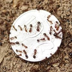 Size comparison of fire ants to a 10 cent coin