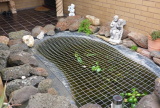 Fishpond with water hyacinth