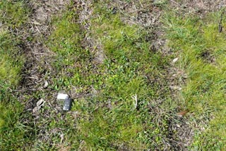 Stunted leaves of alligator weed growing in a lawn at Dandenong South