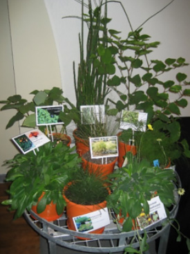 Live specimens of State prohibited weeds displayed during Weed Spotter training sessions
